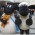 Shaun het Schaap & Timmy